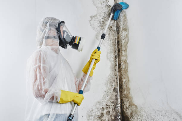 Best Mold Removal Near Me  in New Castle, DE