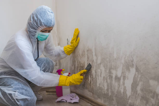 Best Mold Cleaning Services  in New Castle, DE