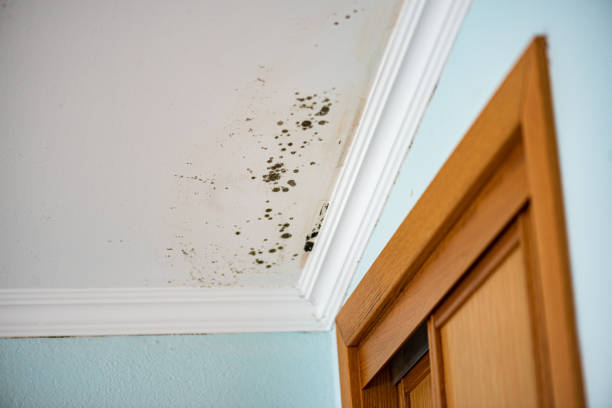 Mold Removal Process in New Castle, DE