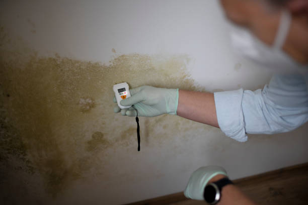 Reliable New Castle, DE Mold Removal Solutions