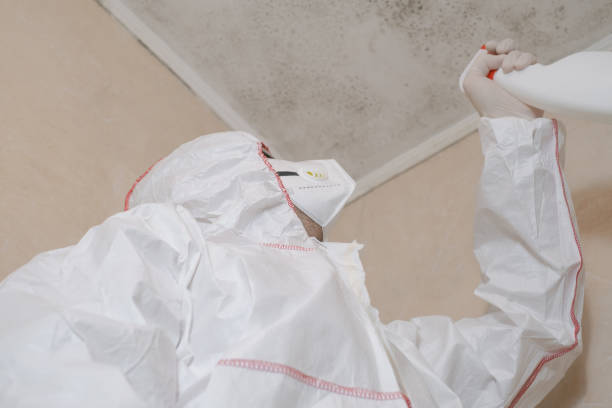Best Fast Mold Removal  in New Castle, DE