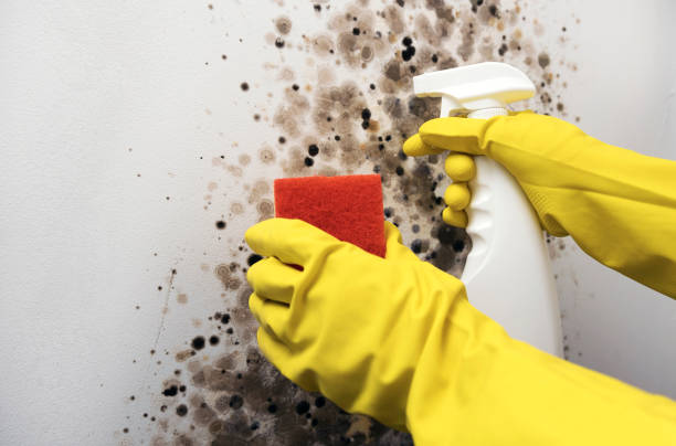 Best Mold Damage Repair  in New Castle, DE